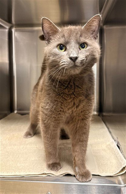 ROCKWELL - Domestic Short Hair available for adoption