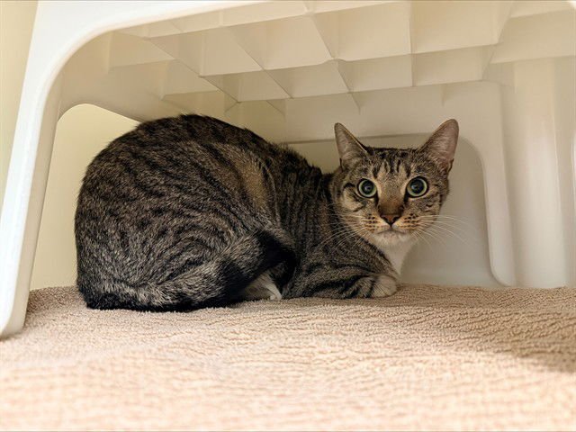 SPRING - Domestic Short Hair available for adoption