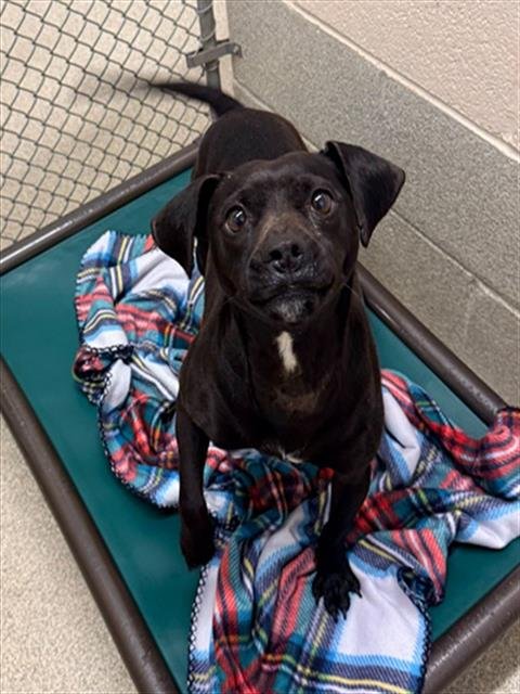 PIPER - Terrier available for adoption