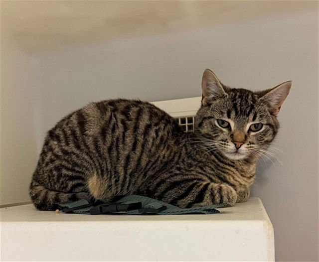 SINJIN - Domestic Short Hair available for adoption