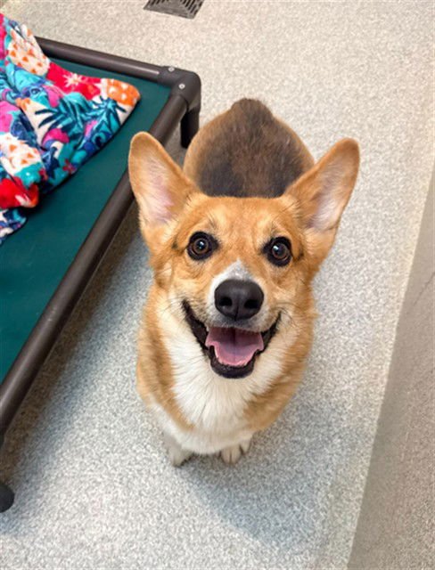 ZIP - Pembroke Welsh Corgi available for adoption