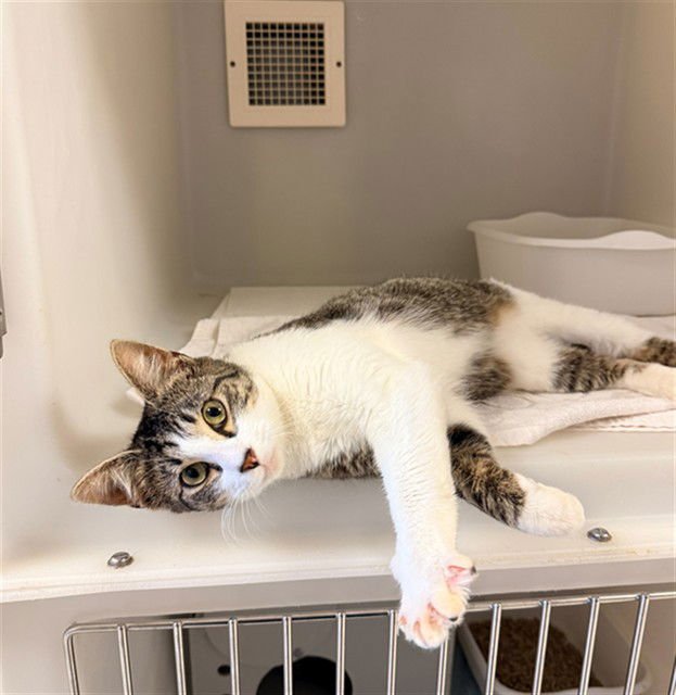 BAYLOR - Domestic Short Hair available for adoption