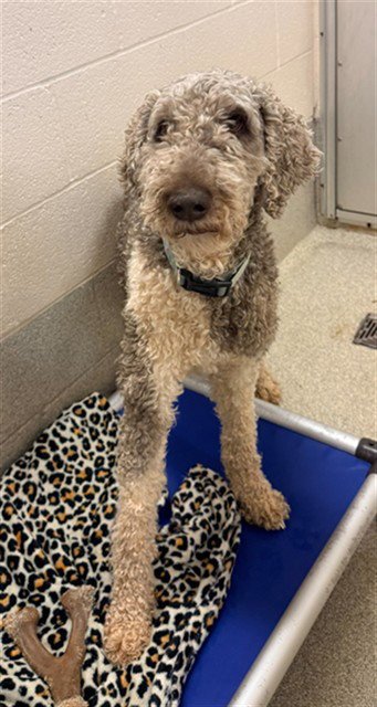 SAM - Poodle (Standard) available for adoption
