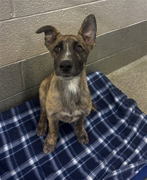 RHODES - Dutch Shepherd / German Shepherd Dog available for adoption