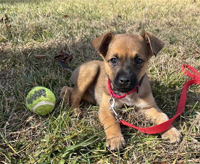 MILLIE - German Shepherd Dog available for adoption