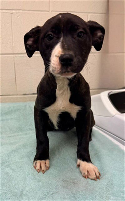 RHONDA - Labrador Retriever available for adoption