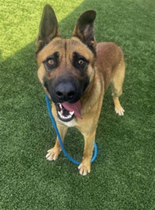 CHARLIE - German Shepherd Dog / Belgian Shepherd Malinois available for adoption