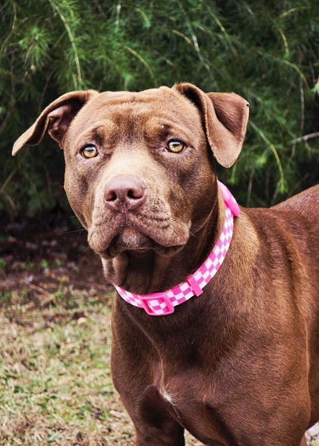 REBA - Pit Bull Terrier available for adoption