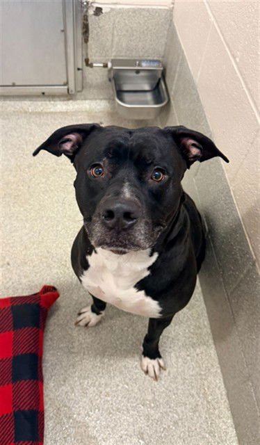 KASH - American Staffordshire Terrier available for adoption