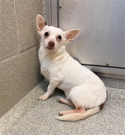 CHARLIE - Chihuahua available for adoption