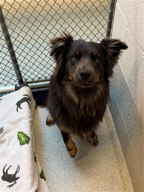 ANDREW - Australian Shepherd available for adoption