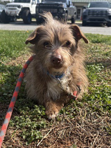 BEN - Chihuahua / Terrier available for adoption