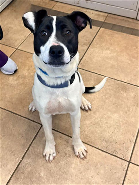 SEVEN - Pit Bull Terrier available for adoption