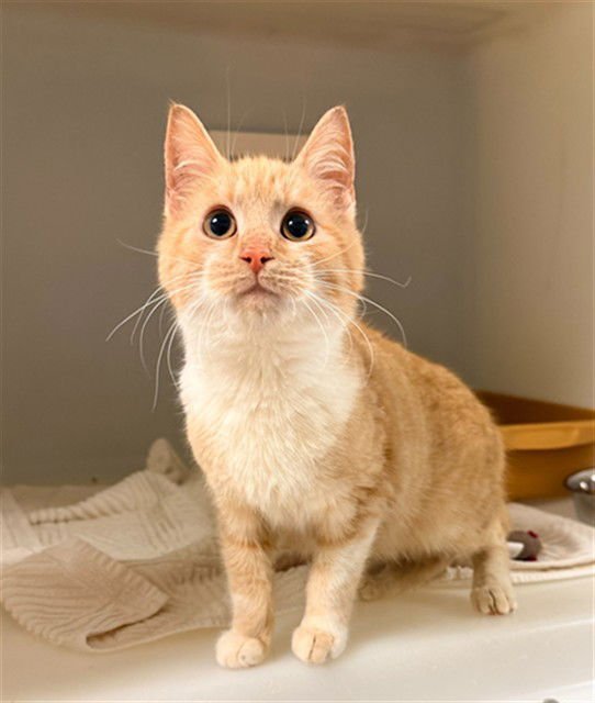 ROLAND - Domestic Short Hair available for adoption