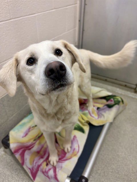BONNIE - Labrador Retriever available for adoption
