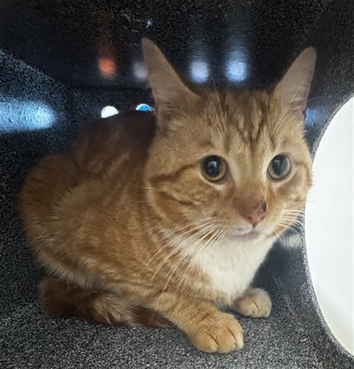 CARROT CAKE - Domestic Short Hair available for adoption