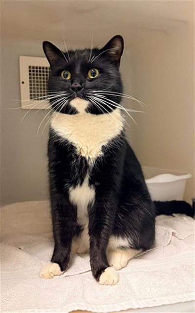 BRIDGER - Domestic Medium Hair available for adoption