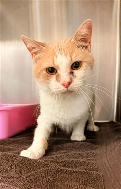 TOMMY LEE - Domestic Short Hair available for adoption