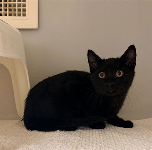 HERMES - Domestic Short Hair available for adoption