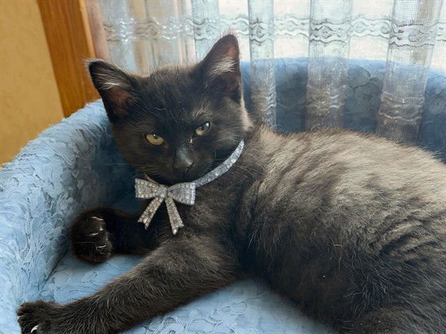 DONUT - Domestic Short Hair available for adoption