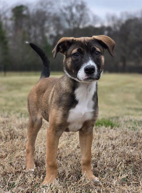 CODY - Labrador Retriever available for adoption