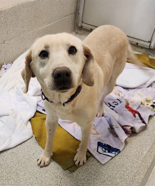 GEMMA - Labrador Retriever available for adoption