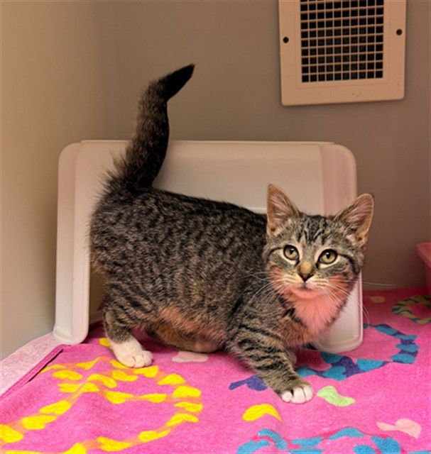 MARRON - Domestic Short Hair available for adoption