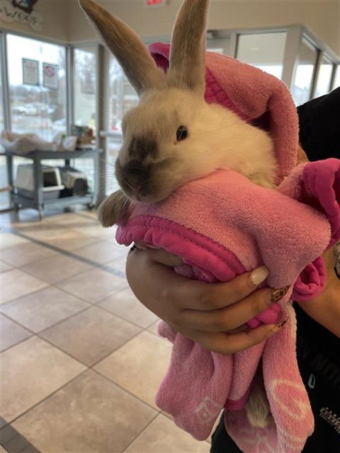 MERINGUE - Shorthaired Rabbit available for adoption
