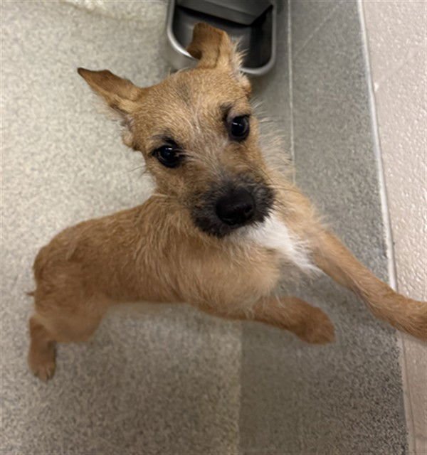 ARCHER - Parson Russell Terrier / Dachshund available for adoption