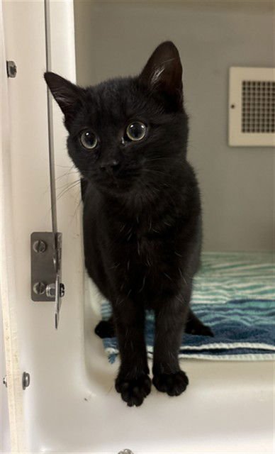 CASSIUS - Domestic Short Hair available for adoption