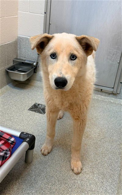 POPE - Siberian Husky available for adoption