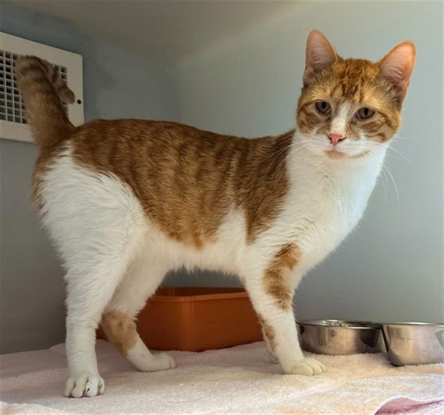 SCOTT - Domestic Short Hair available for adoption