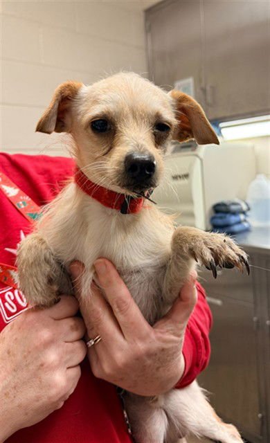 NICHOLAS - Chihuahua / Poodle (Miniature) available for adoption