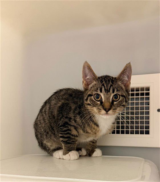 OSIRIS - Domestic Short Hair available for adoption