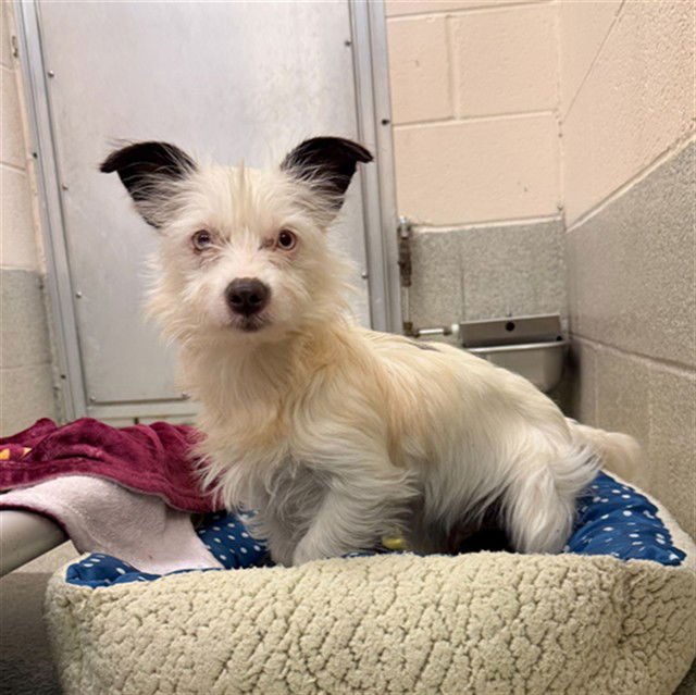 ELOISE - West Highland White Terrier Westie available for adoption