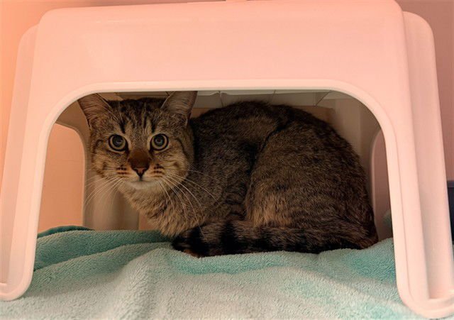 FEZ - Domestic Short Hair available for adoption