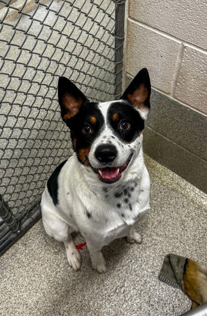 TUCK - Australian Cattle Dog/Blue Heeler available for adoption