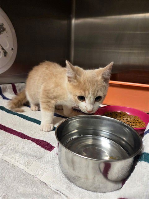 ASTON - Domestic Short Hair available for adoption