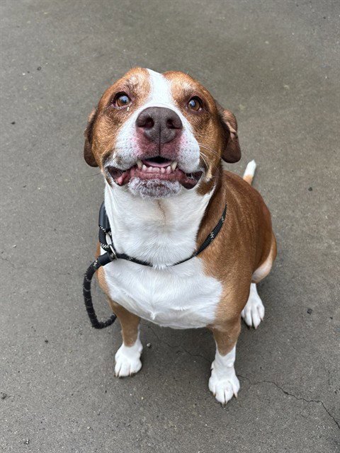 APOLLO - Pit Bull Terrier available for adoption