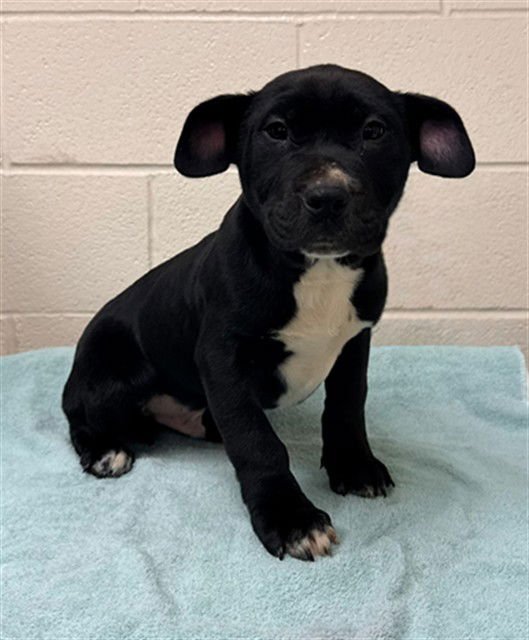 WALLY - Labrador Retriever available for adoption