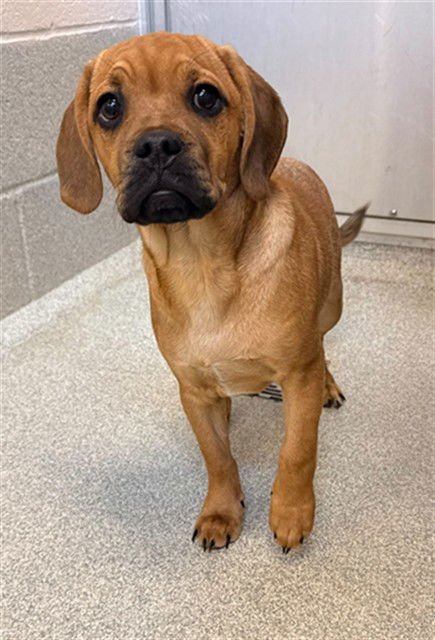 HENRI - Beagle / Pug available for adoption