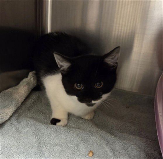 CHEVELLE - Domestic Short Hair available for adoption