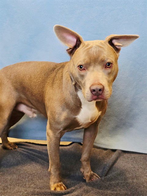 NEWT - Pit Bull Terrier available for adoption