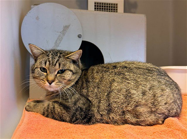 EVER - Domestic Short Hair available for adoption