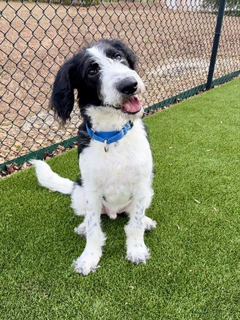 CHECKERS - Labrador Retriever / Poodle (Standard) available for adoption