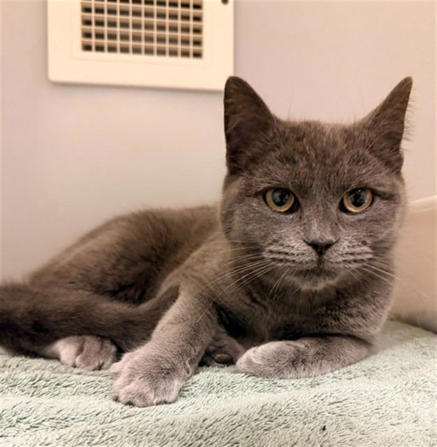 ANASTASIA - Domestic Short Hair available for adoption