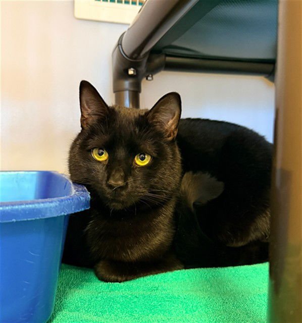 AUGGIE - Domestic Short Hair available for adoption