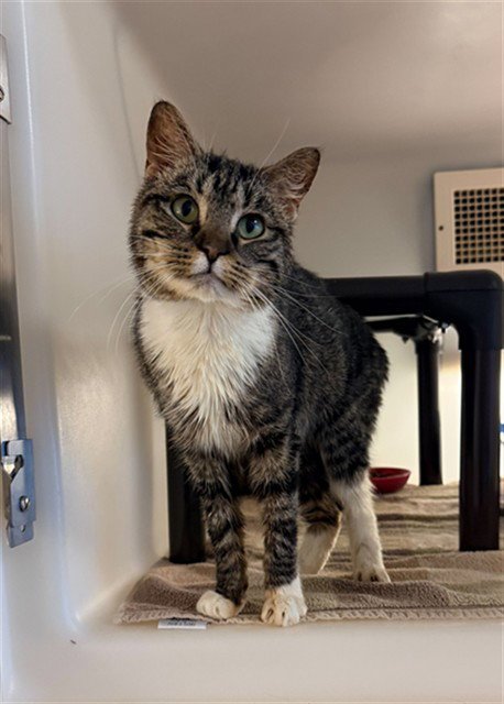 ARCHIE - Domestic Short Hair available for adoption