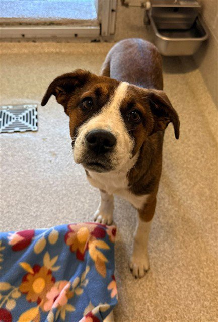 EVIE - Terrier available for adoption