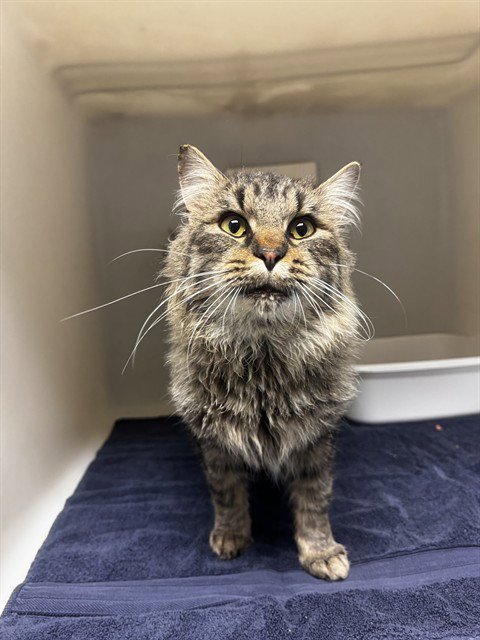 DAMIEN - Domestic Long Hair available for adoption